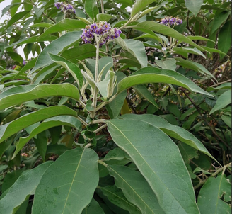 Planta conhecida como "Fumo Bravo" foi confundida com couve por família em MG