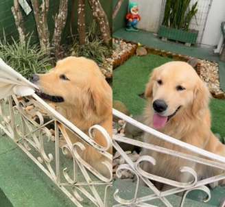Budy, golden retriever catarinense de 1 ano, virou queridinho das redes sociais