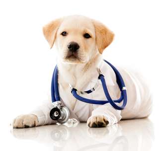 Se o cachorro tiver alguma doença, como a Giárdia, ela pode ser transmitida pela saliva sim