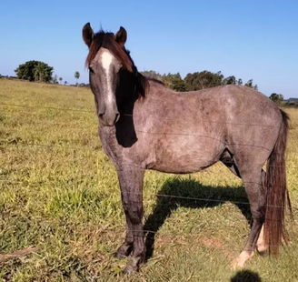 Bêbado, homem compra cavalo e só descobre no dia seguinte