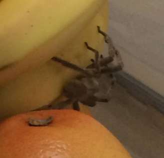 <p>A aranha estava em um cacho de bananas, junto de vários ovos</p>