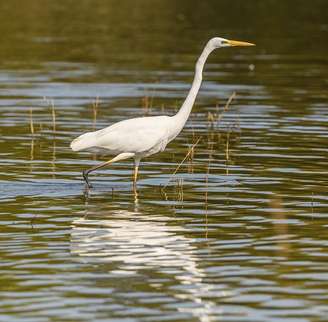 Elegantes e amplamente distribuídas pelo mundo, as garças vivem principalmente em ambientes úmidos como manguezais, rios, brejos e lagoas. Essas aves pertencem à família Ardeidae, que também inclui espécies conhecidas como garcetas, socós e savacus.
