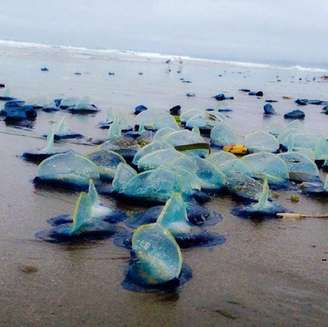 <p>Ninguém sabe ao certo porque esses animais têm sido encontrados nas areias da Califórnia</p>
