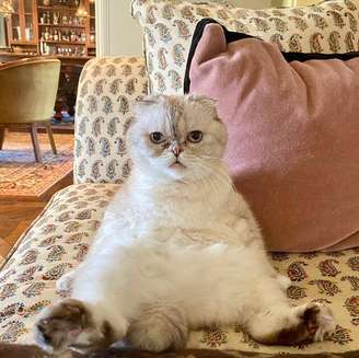 A gatinha de Taylor Swift, Olivia Benson, é a terceira pet mais rica do mundo, com patrimônio estimado em US$ 97 milhões, o equivalente a R$ 521 milhões