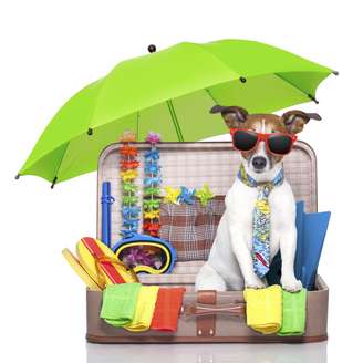 <p>Observar a temperatura do carro durante a viagem é um dos cuidados importantes com o pet</p>