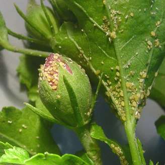 <p>O pulgão é uma das pragas mais comuns em jardins e hortas. Ele prefere plantas mais jovens. Pode ser combatido com um preparado de folhas de losna. É só ferver 30g de losna em um litro dágua, diluir em mais dez litros e aplicar sobre o espécime contaminado</p>