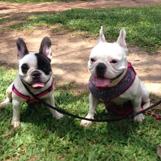 Com câmera escondida, carioca flagra noivo agredindo cães