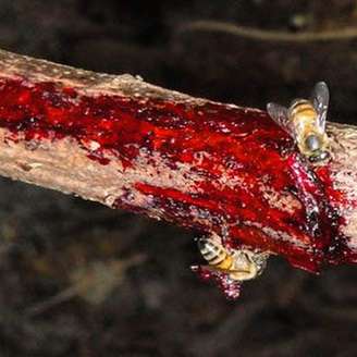 As condições únicas encontradas nos mangues alagoanos fazem com que as abelhas locais produzam um tipo de própolis raro