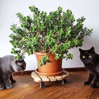 1. Decore sua casa com a planta jade – via: Venye