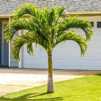 1. A palmeira veitchia é também conhecida como palma-de-natal. Fonte: Toca Obra