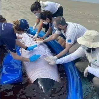 Baleia encalhada em Santa Catarina