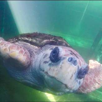 Tartaruga-cabeçuda Jorge, de 60 anos, volta para a casa depois de viver parte da sua vida em cativeiro na Argentina.