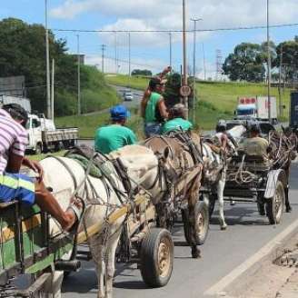 Carroças podem ser aposentadas em todo o Brasil.