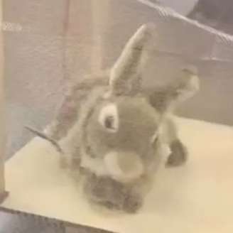 Pesquisadores da Universidade da Flórida implantaram cerca de 120 coelhos robóticos no Parque Nacional Everglades para atrair e capturar pítons-birmanesas, cobras invasoras que ameaçam o ecossistema local. Os dispositivos imitam calor, cheiro e até movimentos reais.