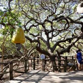 Maior cajueiro do mundo, na Grande Natal.