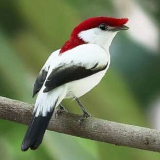 Vida Silvestre Soldadinho-do-Araripe -