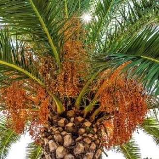 Tamareira (Phoenix dactylifera) fruta rara no Brasil começa a ser cultivada na Bahia