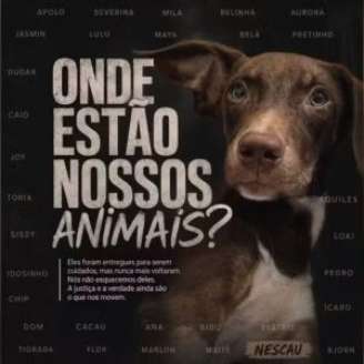 22 cães que haviam sido deixados na instituição teriam desaparecido, segundo tutores.