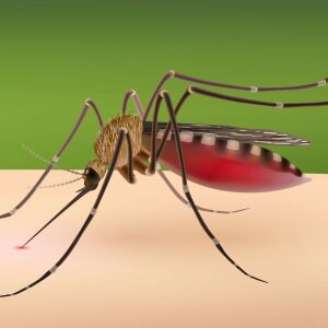 Mosquito do gênero Culex, vetor responsável pela transmissão do vírus Usutu.