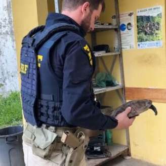 Segundo a PRF, o animal foi encontrado nas proximidades da Arena de Pernambuco.