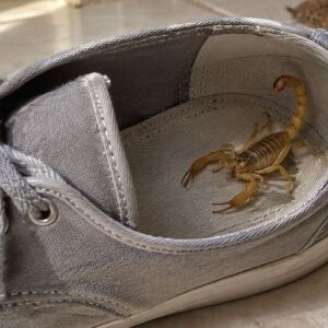 Sapatos são locais onde esses animais peçonhentos podem se esconder.