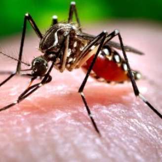 Mosquito aedes aegypti.