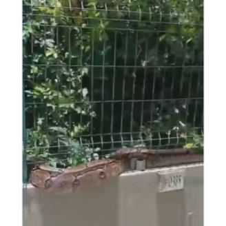 Jiboia encontrada em condomínio no Recife