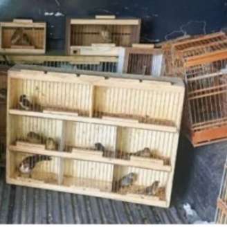Polícia Ambiental apreende 77 aves silvestres e espingarda na Feira do Cordeiro, no Recife.