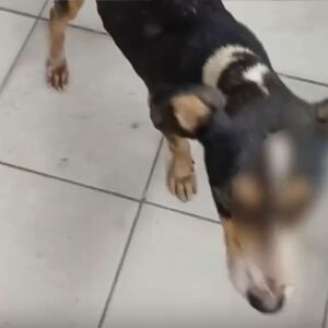Uma das testemunhas afirmou que a cadela que morreu havia dado à luz filhotes, também vítimas de violência.