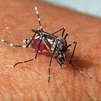 Mosquito da dengue, aedes aegypti.