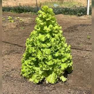 Encontrada entre outras alfaces, a planta surpreendeu a equipe responsável pelo cultivo.
