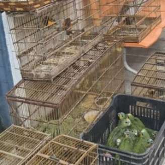 Polícia Ambiental apreende 47 aves silvestres mantidas ilegalmente em cativeiro no Recife.