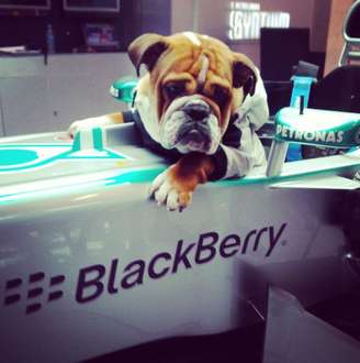 <p>Hamilton já publicou foto de Roscoe em cockpit da Mercedes</p>