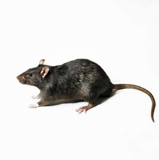 Desde siempre se culpó a la rata negra por los brotes de la peste bubónica en Europa