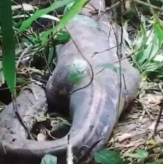 Mulher desaparecida é encontrada dentro de cobra píton de nove metro; caso ocorreu em junho na Indonésia