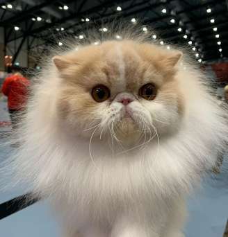 Max, gato persa brasileiro, agora campeão mundial.