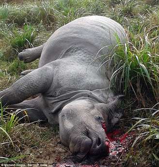 Animal foi encontrado morto neste domingo no parque nacional 