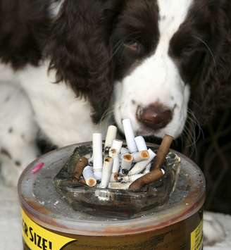 <p>Cachorros expostos à fumaça de tabaco têm mais propensâo a desenvolverem câncer de nariz e pulmão</p>