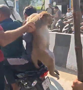 Macaco suspeito de morder 12 pessoas é pego na Índia e agredido por moradores