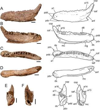 Mandíbula de dinossauro encontrado no Texas sugere que o animal teria entre nove e 27 kg