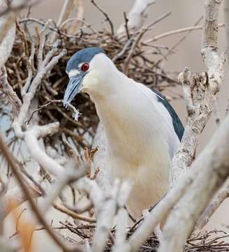 No alto das árvores do Zoológico Lincoln Park, em Chicago, nos Estados Unidos, uma cena curiosa surpreendeu os visitantes mais atentos. Ali, acima do recinto dos lobos-vermelhos, centenas de garças-noturnas de coroa preta encontraram um local ideal para se reproduzir.