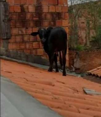 Moradora registrou a cena em vídeo