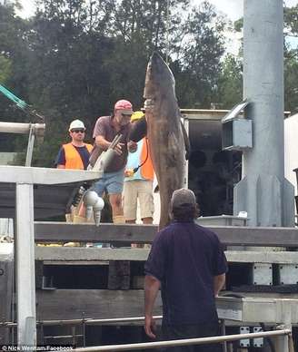 O enorme tubarão foi pendurado morto no barco dos pescadores por volta das 11h30 da manhã locais na praia de Bondi