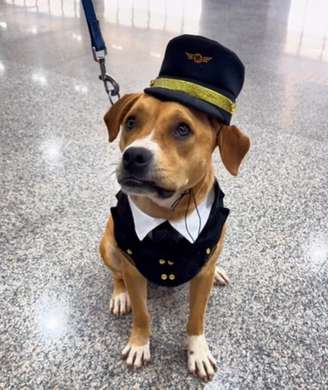 Charlie, nova mascote do Aeroporto Internacional de Guarulhos