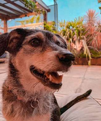 Cadela "Estopinha" começou a aparecer na TV em 2011