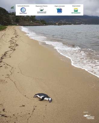 Pinguim é encontrado morto na Praia do Itaguaçu, em Ilhabela.
