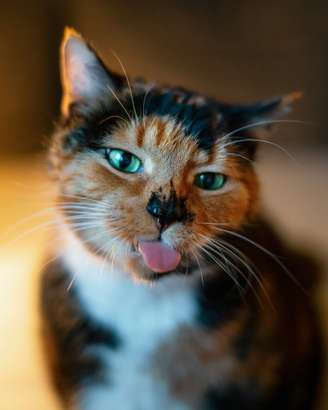 Gato