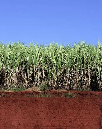 Plantio de cana-de-açúcar
21/04/2007
REUTERS/Paulo Whitaker