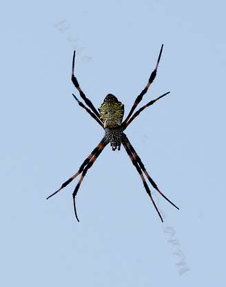 Britânica causa incêndio em casa ao tentar matar uma aranha