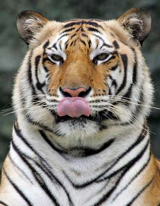 Tigre